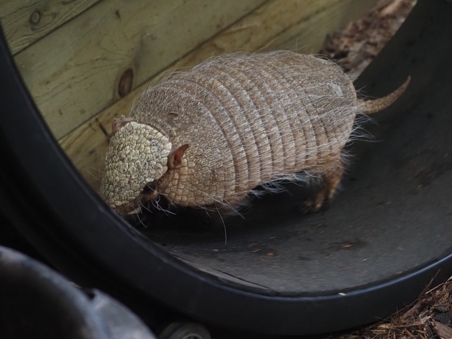 Big Hairy Armadillo