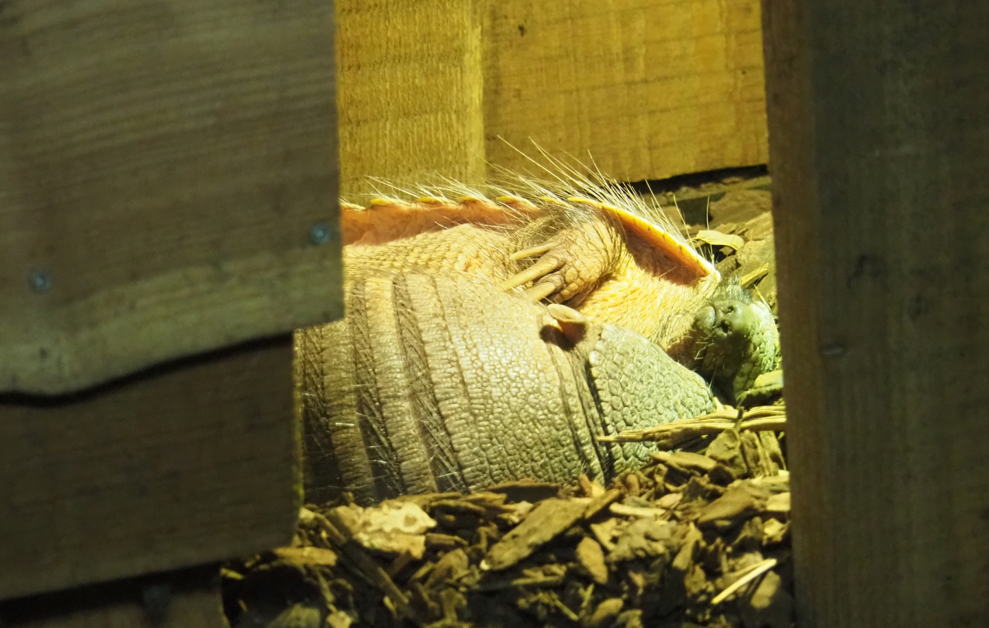 Big hairy armadillos (Chaetophractus villosus)