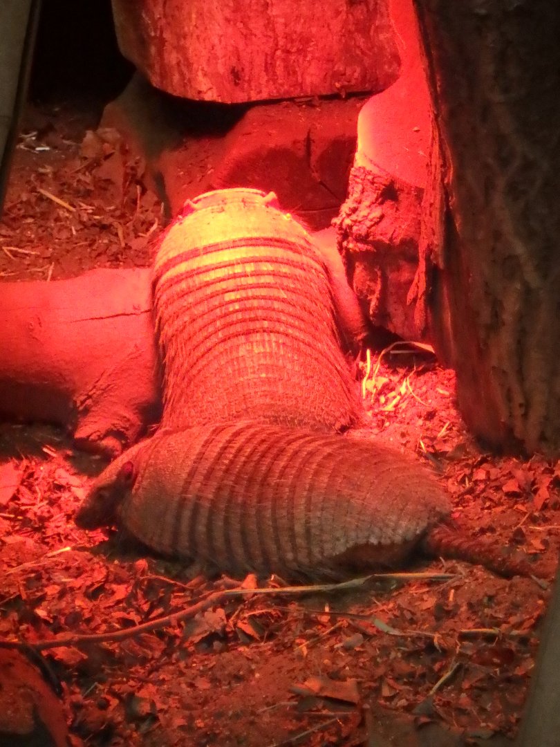 Big hairy armadillos