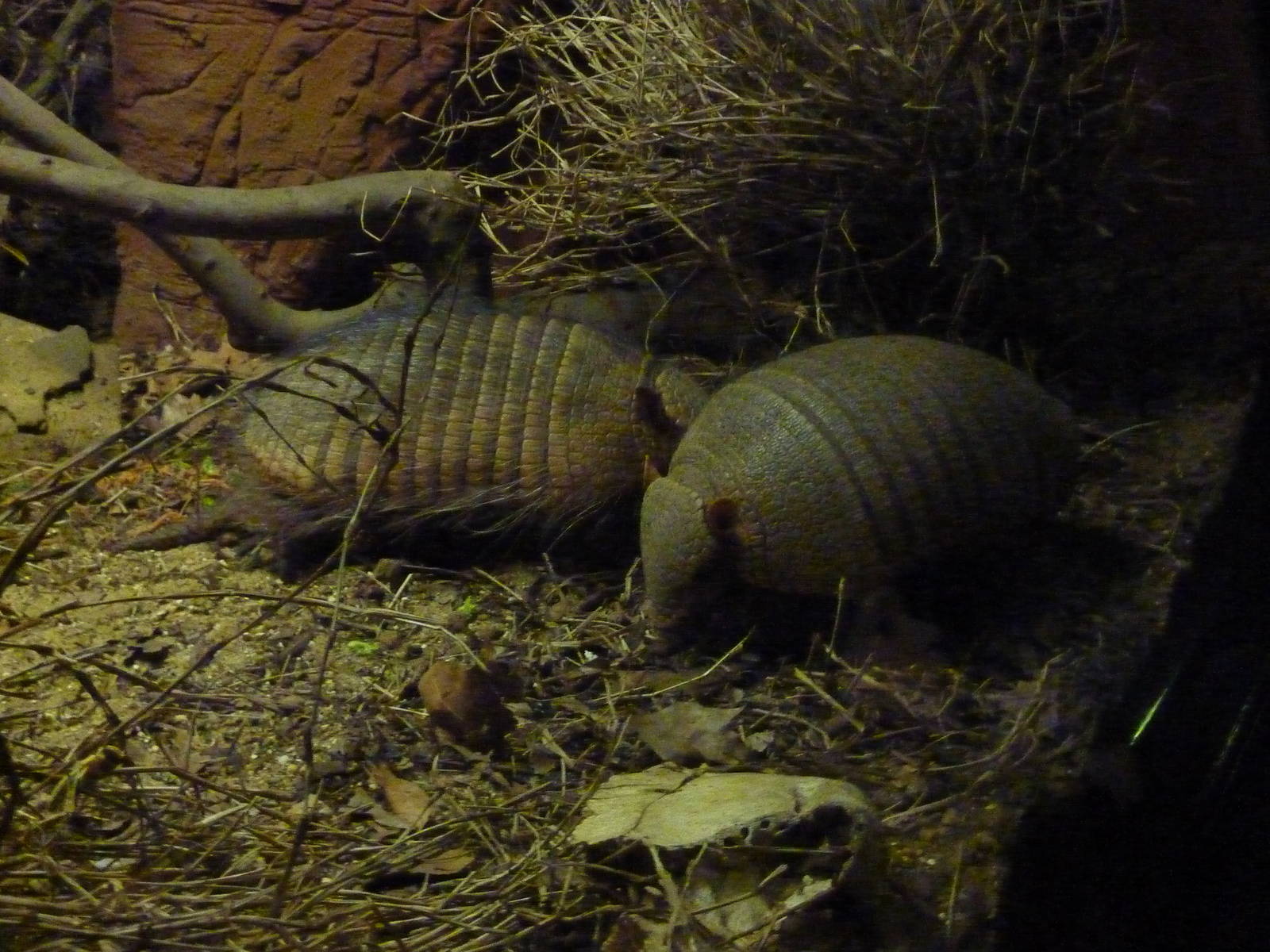 Big hairy armadillos
