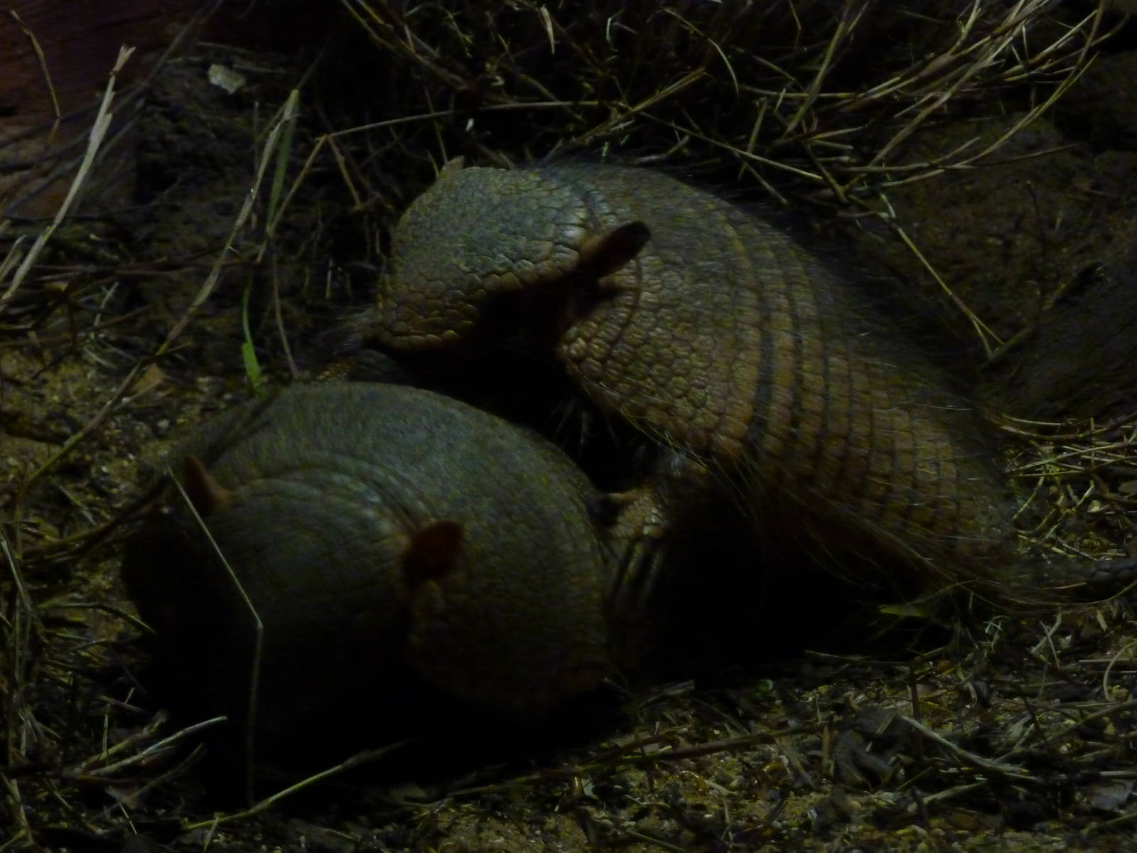 Big hairy armadillos