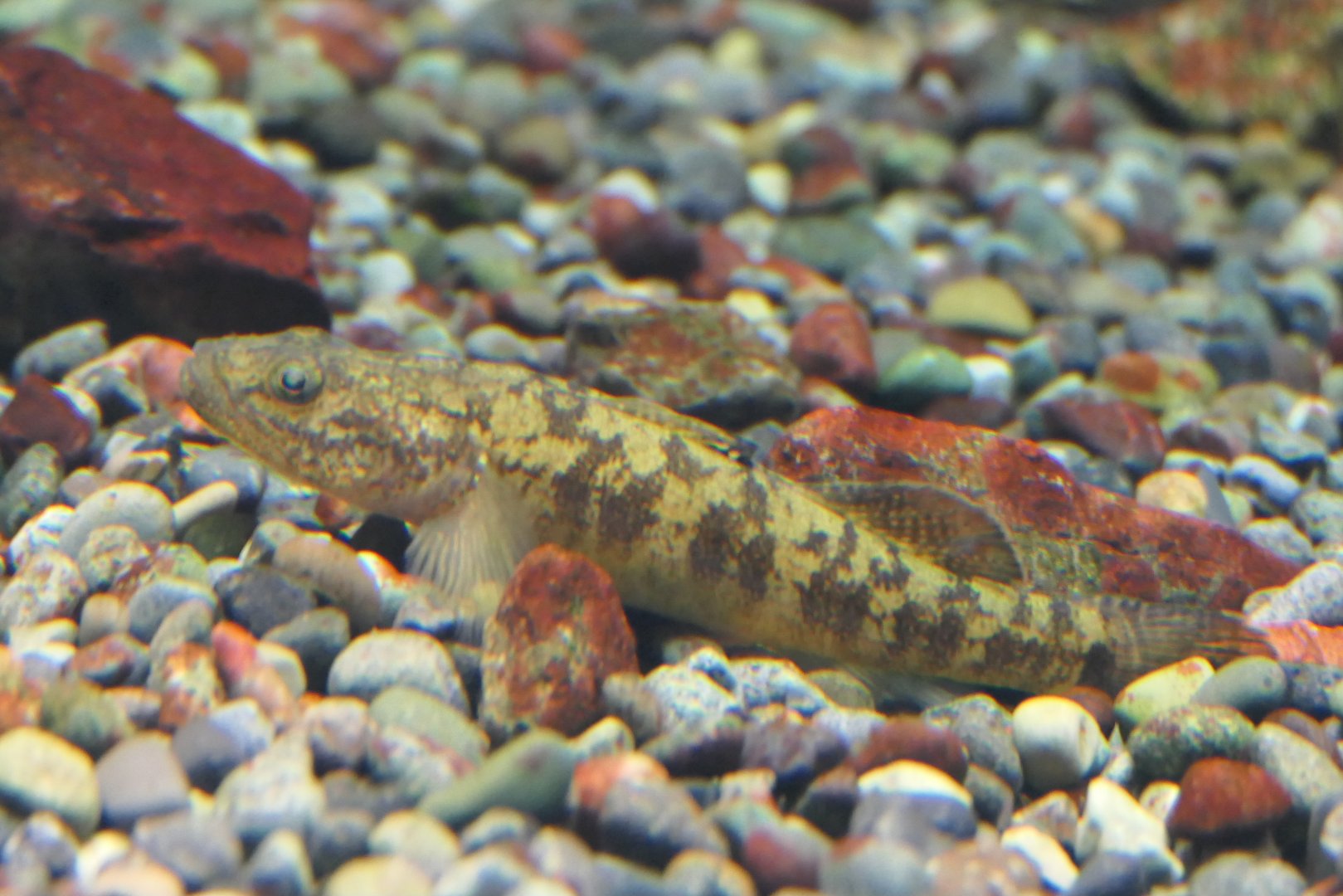 Big-head Far East Goby (Gymnogobius urotaenia) - Lake Biwa Museum