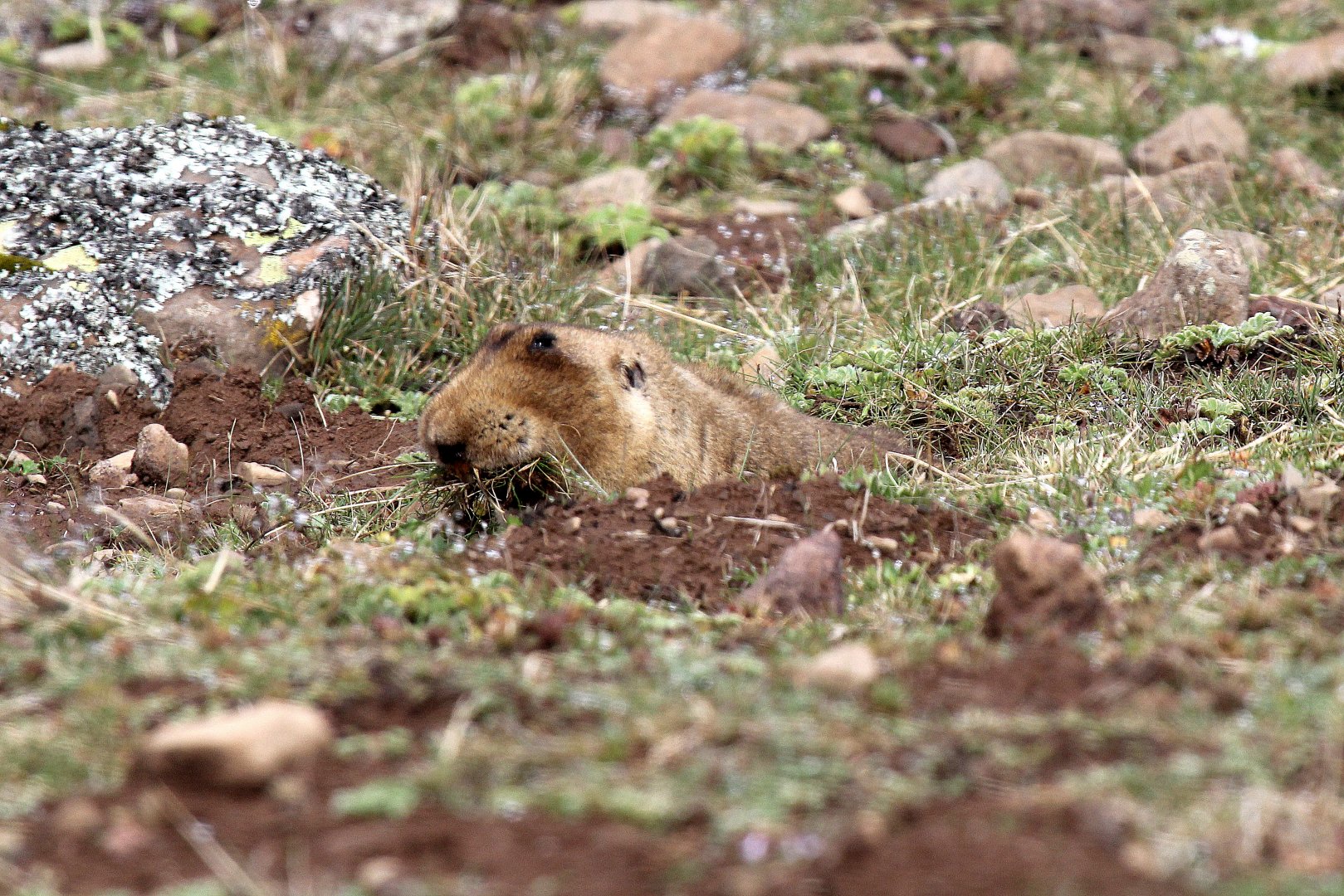 big-headed African mole rat, (Tachyoryctes macrocephalus), also known as the giant root-rat, Ethiopian African mole rat, or giant mole rat