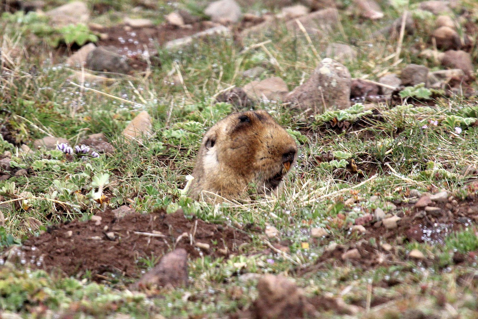big-headed African mole rat, (Tachyoryctes macrocephalus), also known as the giant root-rat, Ethiopian African mole rat, or giant mole rat