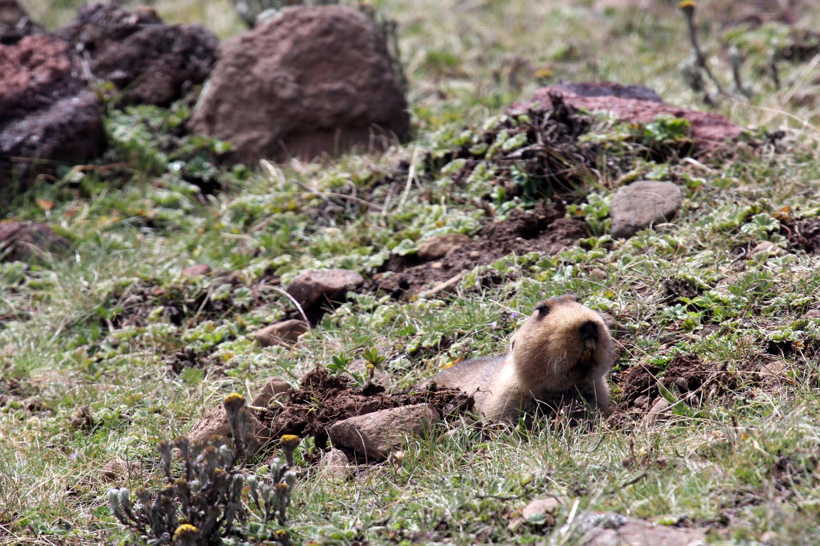 big-headed African mole rat, (Tachyoryctes macrocephalus), also known as the giant root-rat, Ethiopian African mole rat, or giant mole rat