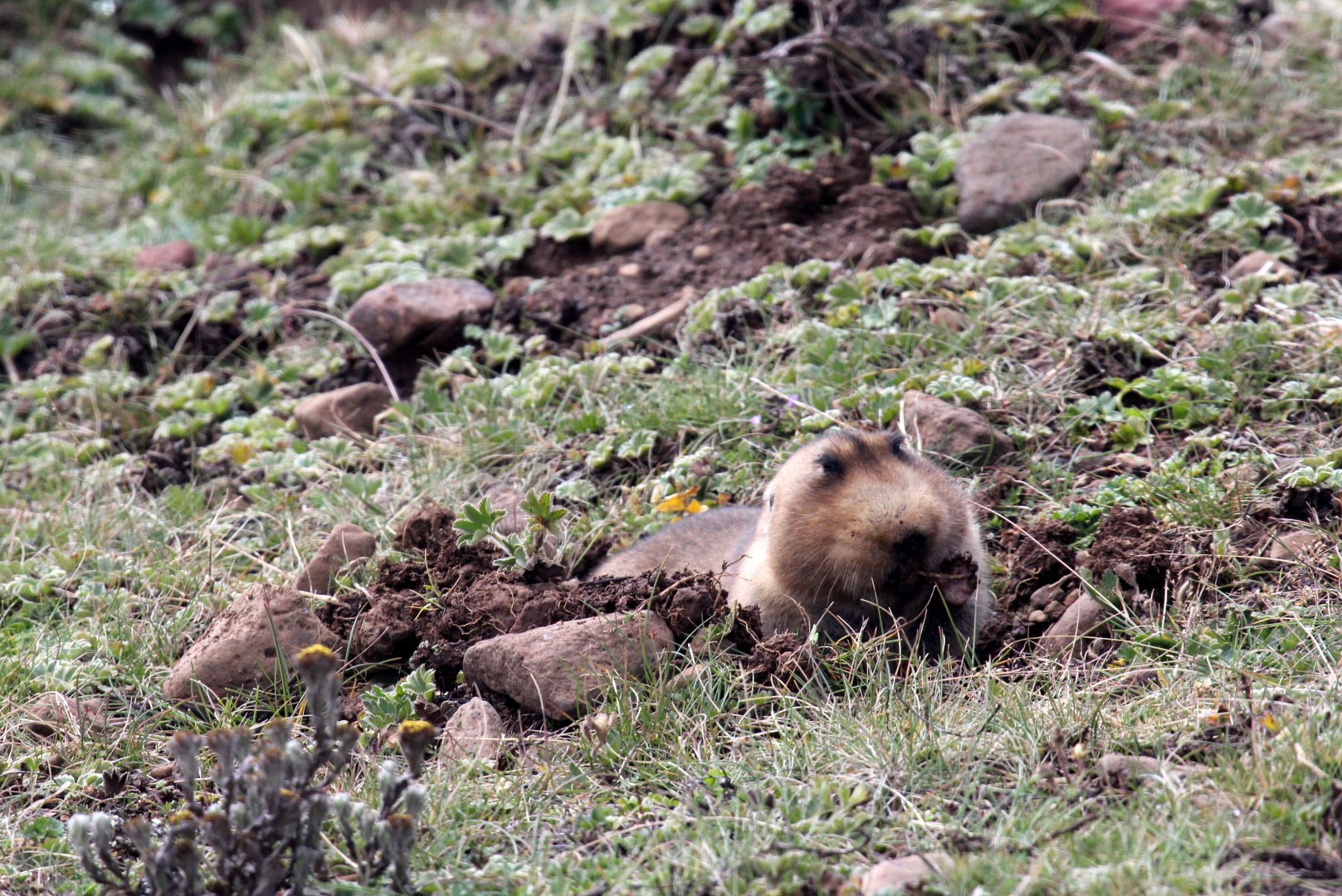 big-headed African mole rat, (Tachyoryctes macrocephalus), also known as the giant root-rat, Ethiopian African mole rat, or giant mole rat