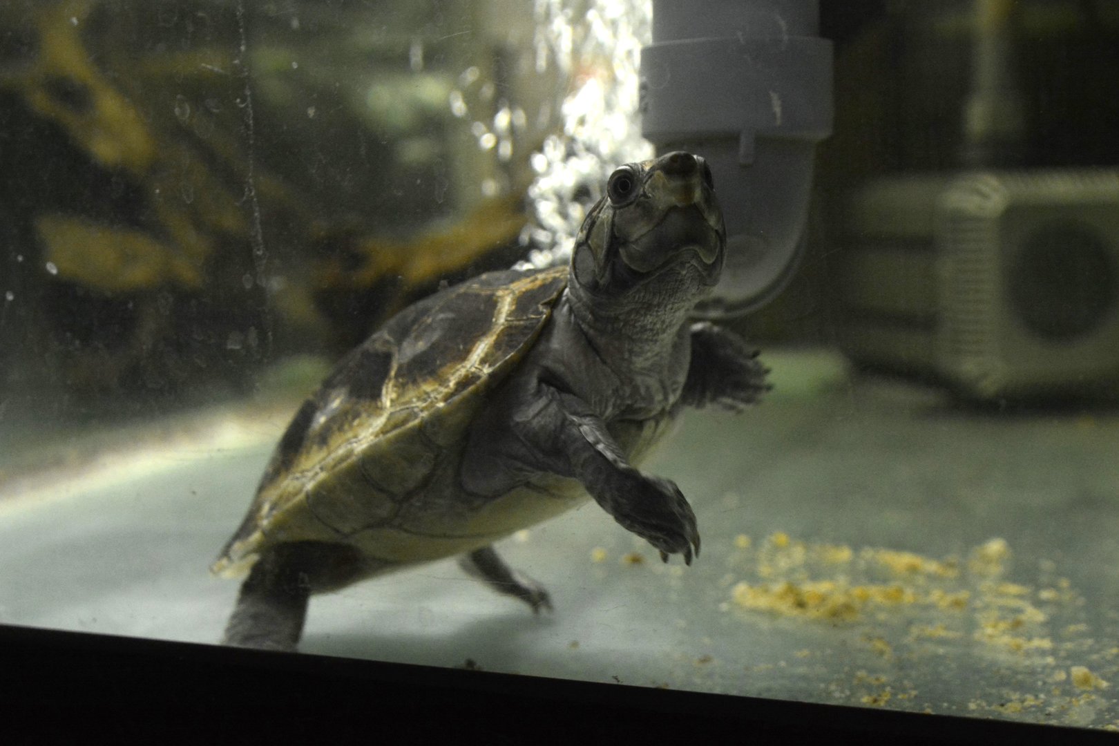 Big-headed Amazon River turtle (Peltocephalus dumerilianus)