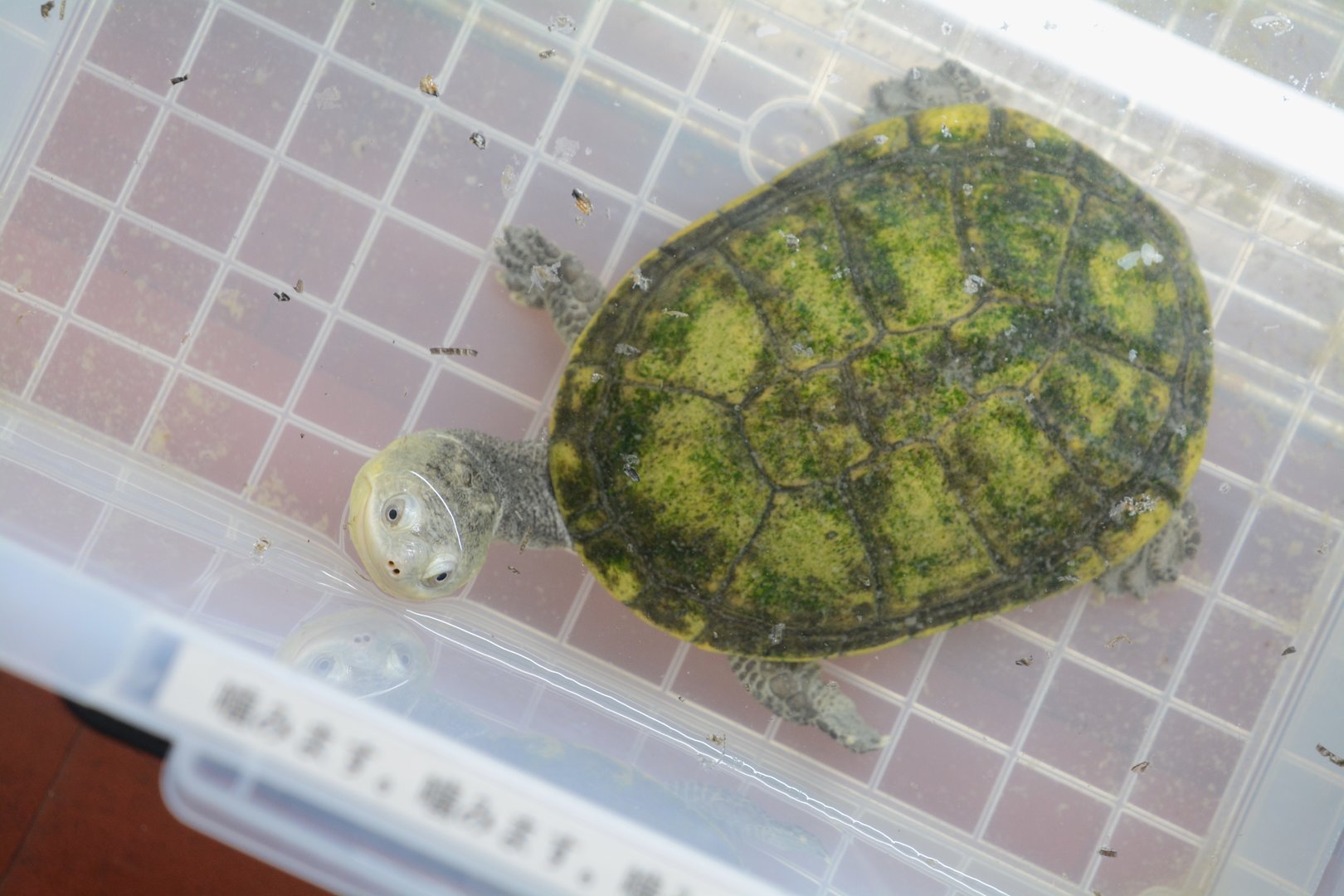 Big-headed pantanal swamp turtle (Acanthochelys macrocephala)