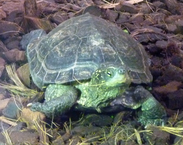 Big-headed pond turtle (Mauremys reevesii)