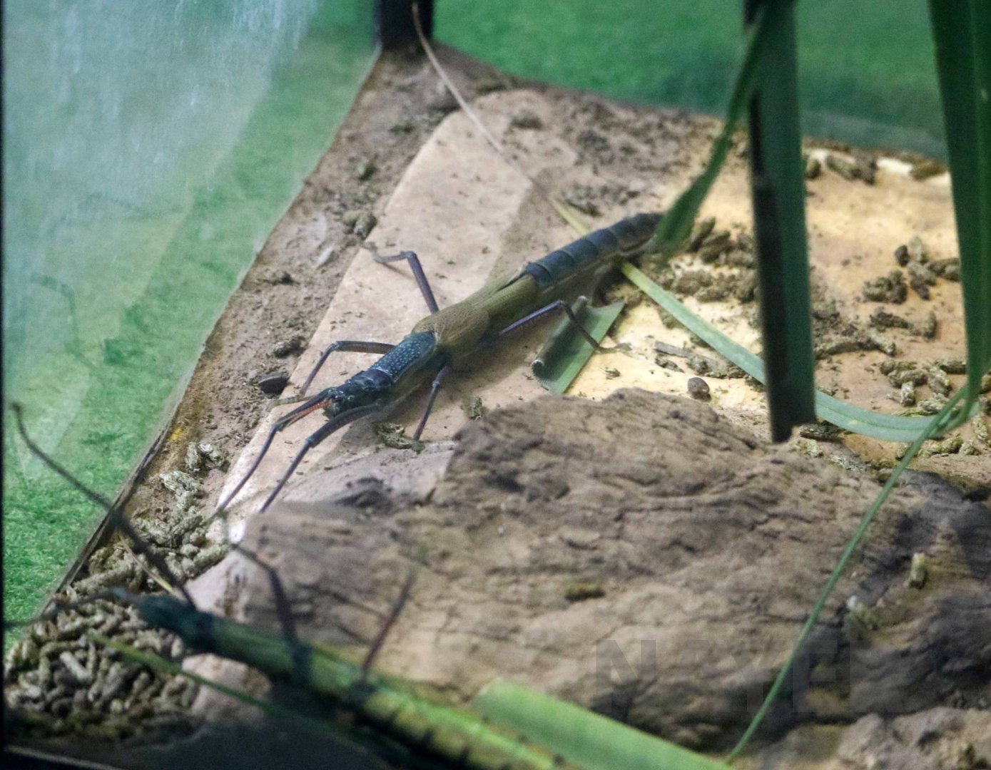 Big-headed stick insect, October 2017