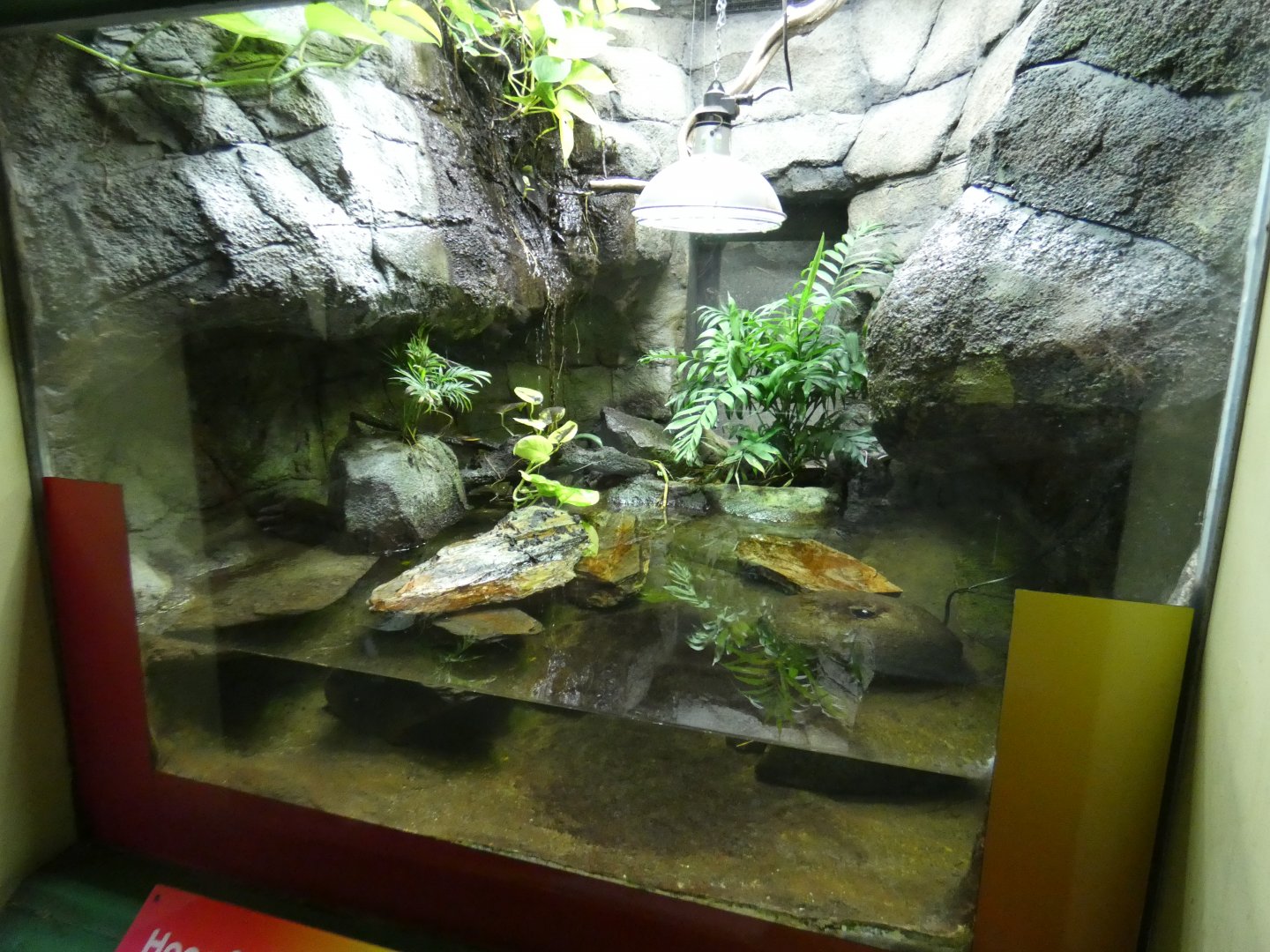 Big-headed turtle enclosure