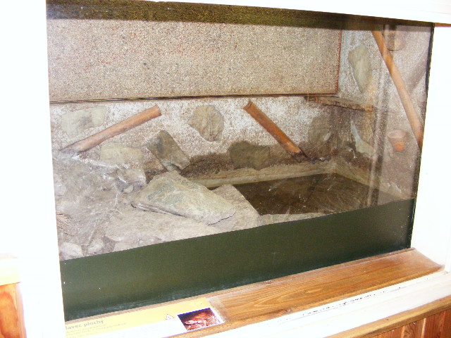 big headed turtle exhibit