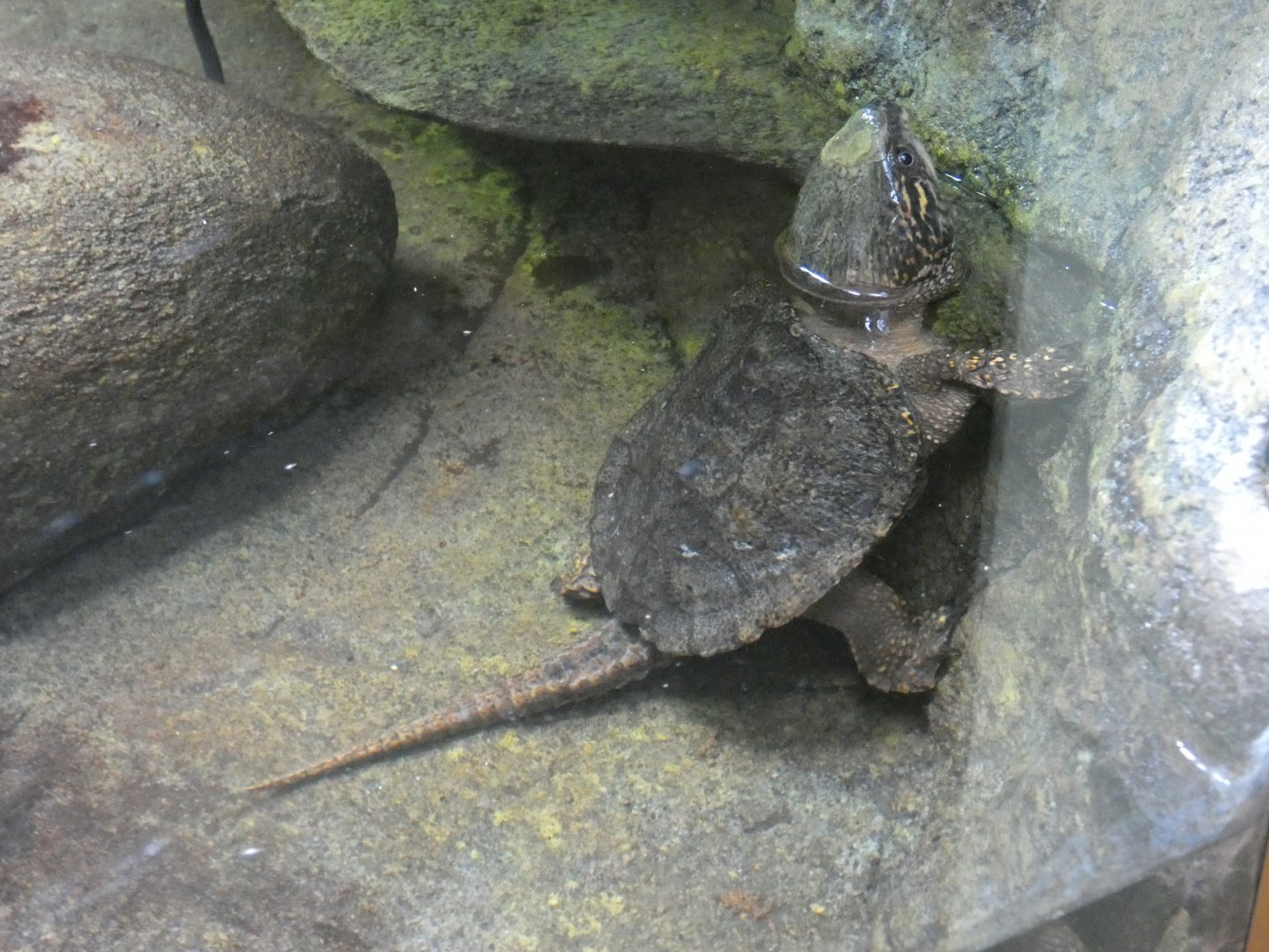 Big-headed turtle full-body