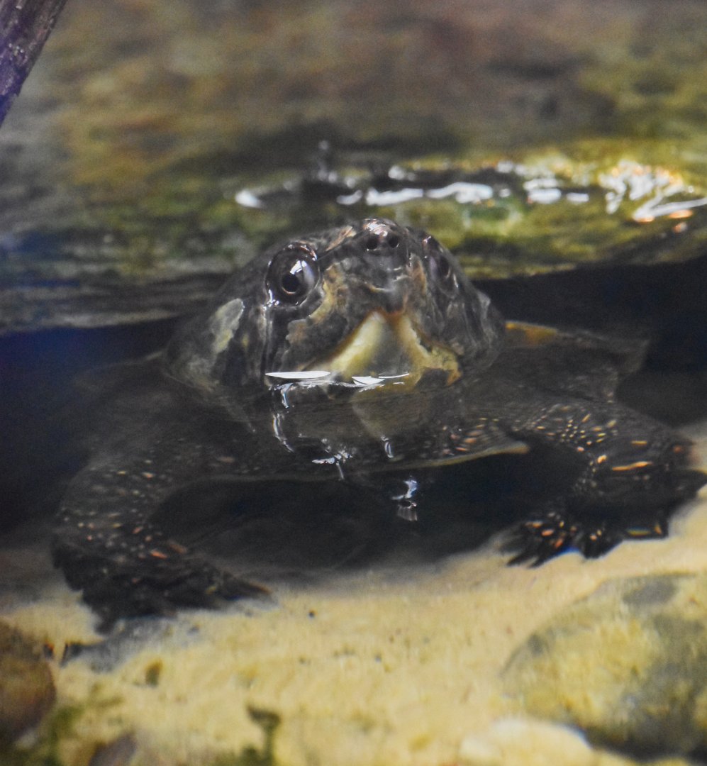 Big-headed turtle, Platysternon megacephalum megacephalum