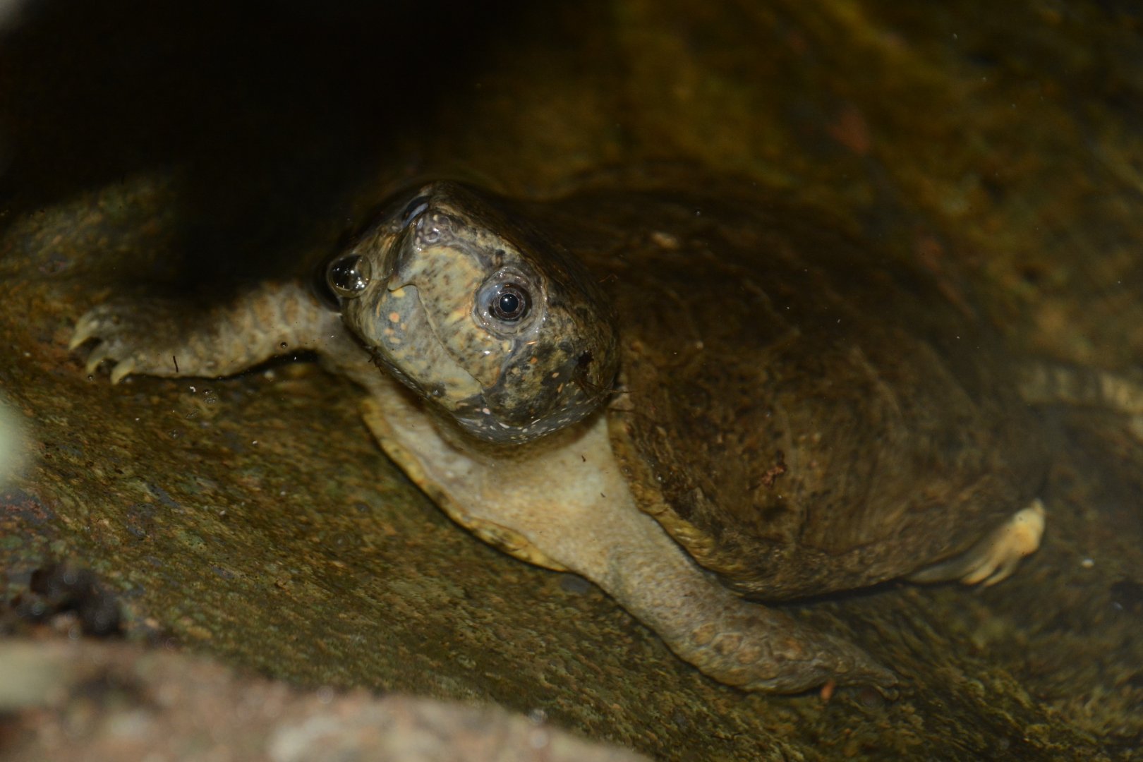 Big-headed turtle (Platysternon megacephalum)
