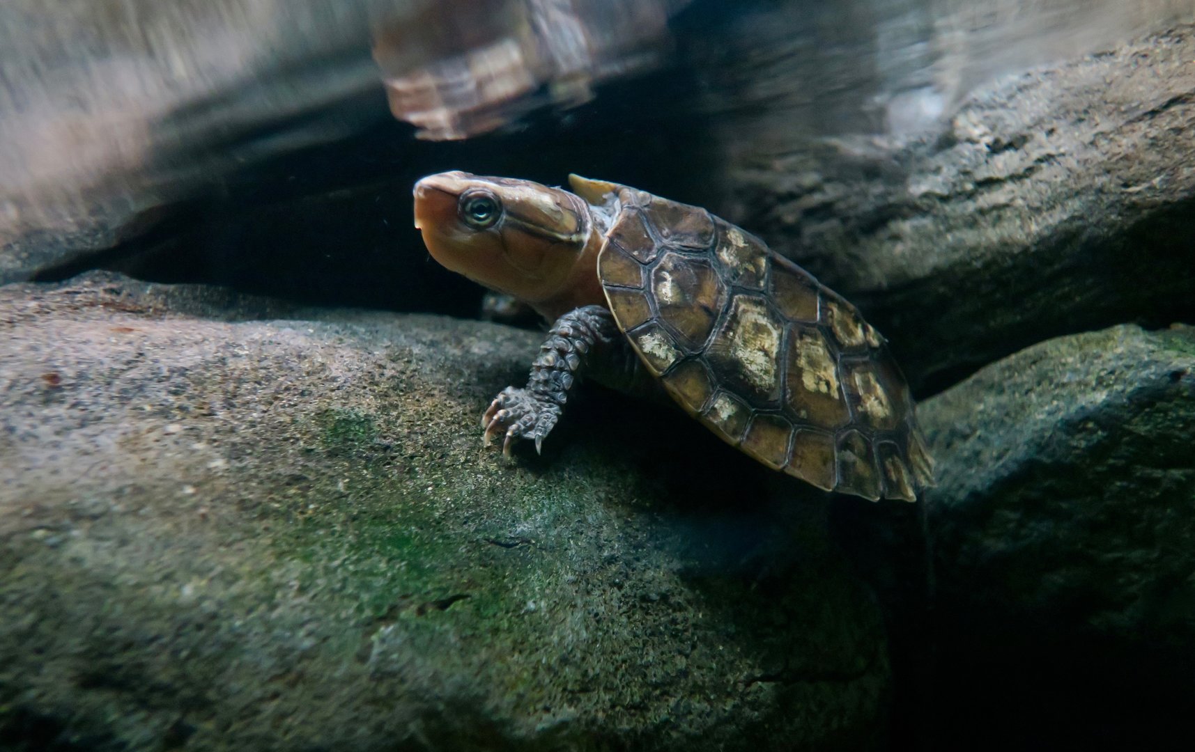 Big-Headed Turtle (Platysternon megacephalum)