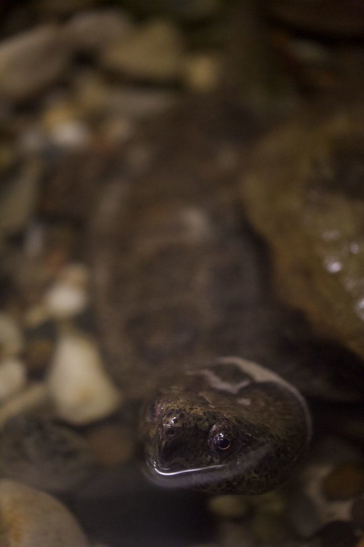 Big-headed turtle/ Platysternon megacephalum