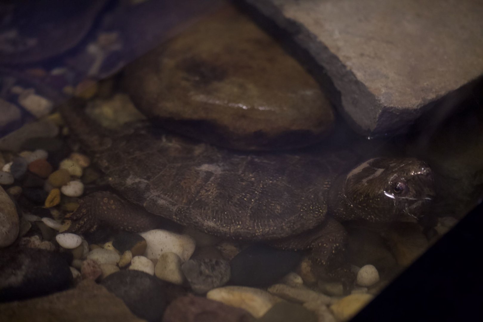 Big-headed turtle/ Platysternon megacephalum