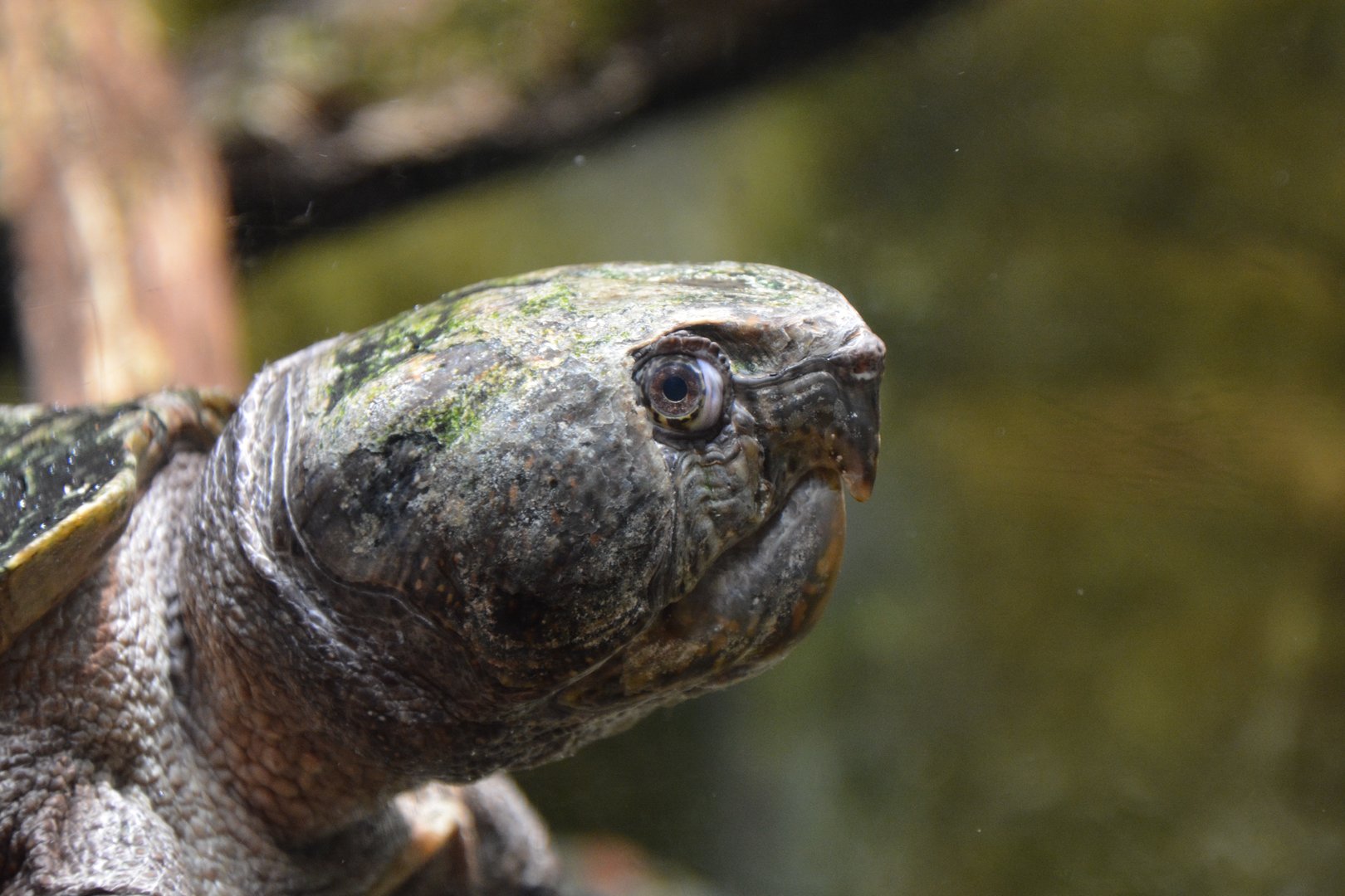 Big-headed turtle (Platysternon megacephalum)