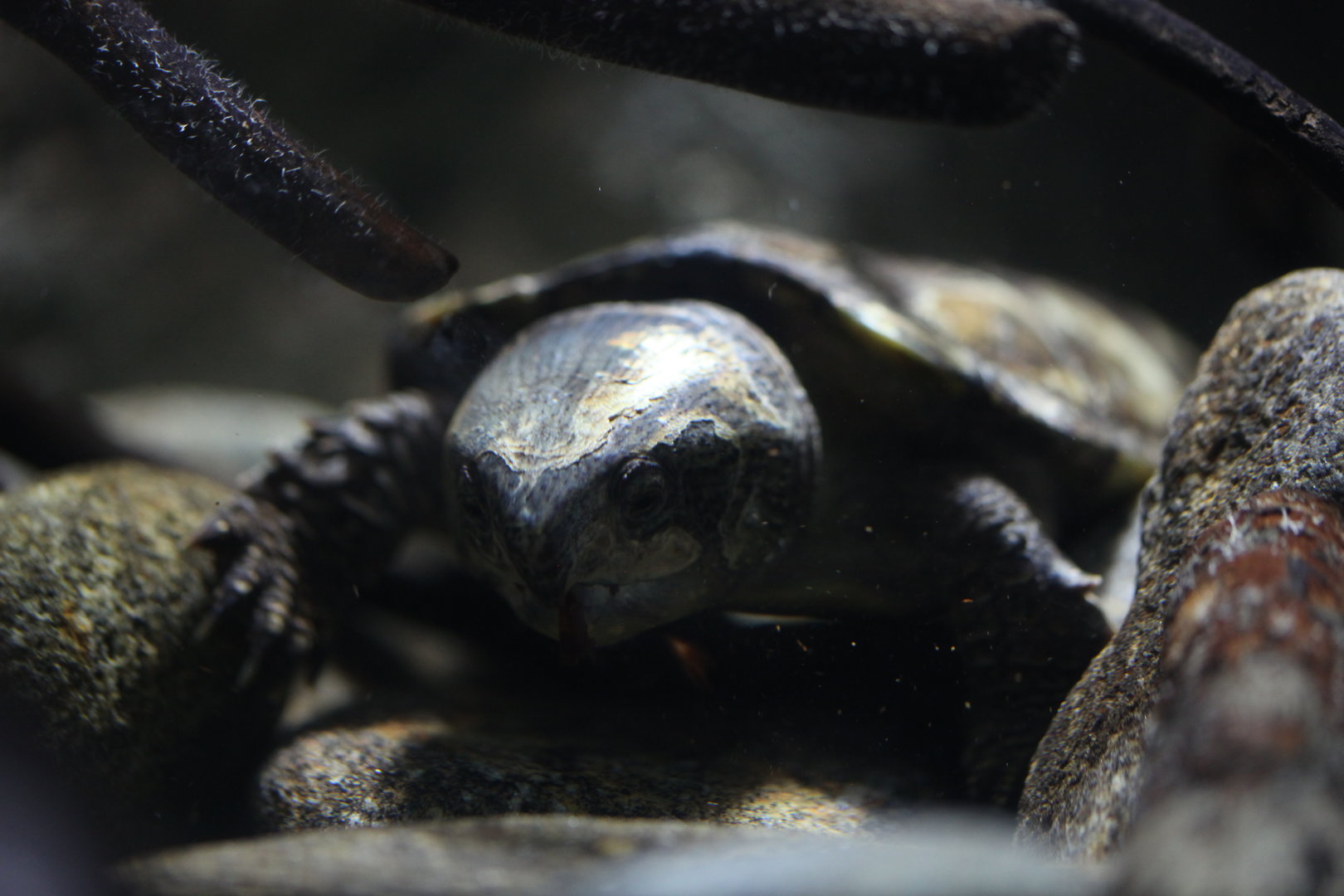 Big-headed turtle (Platysternon megacephalum)