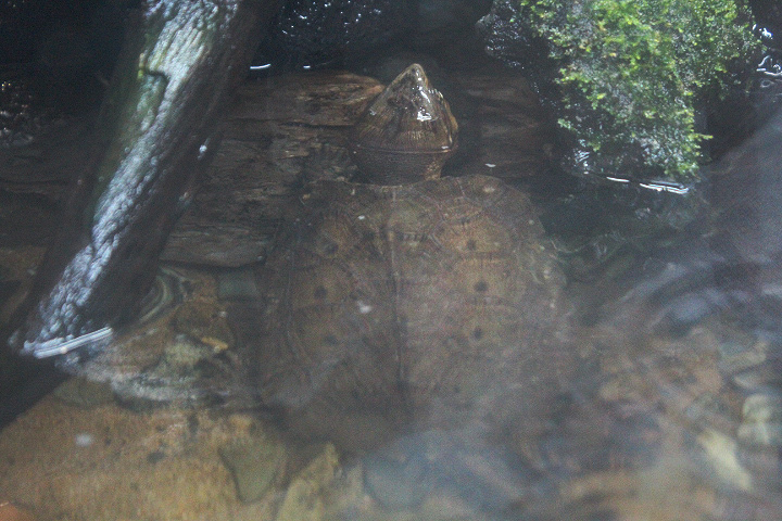 Big-headed turtle (Platysternon sp.)