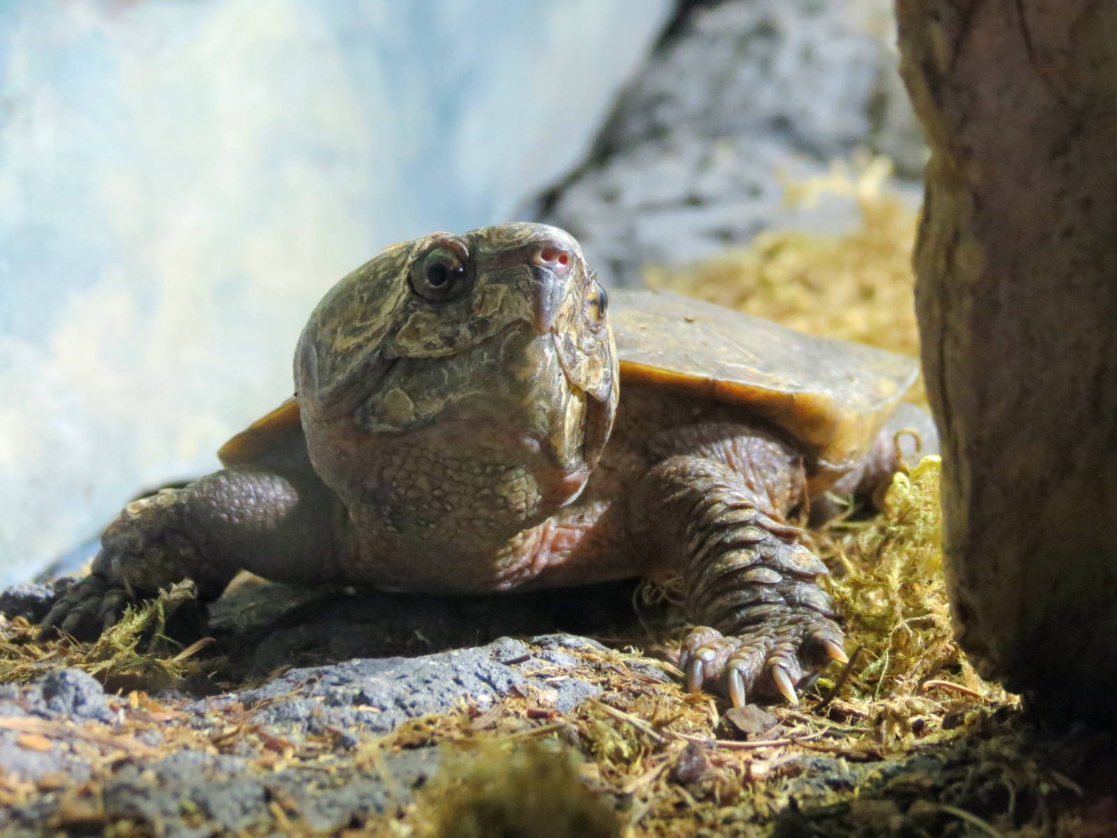 Big-headed Turtle