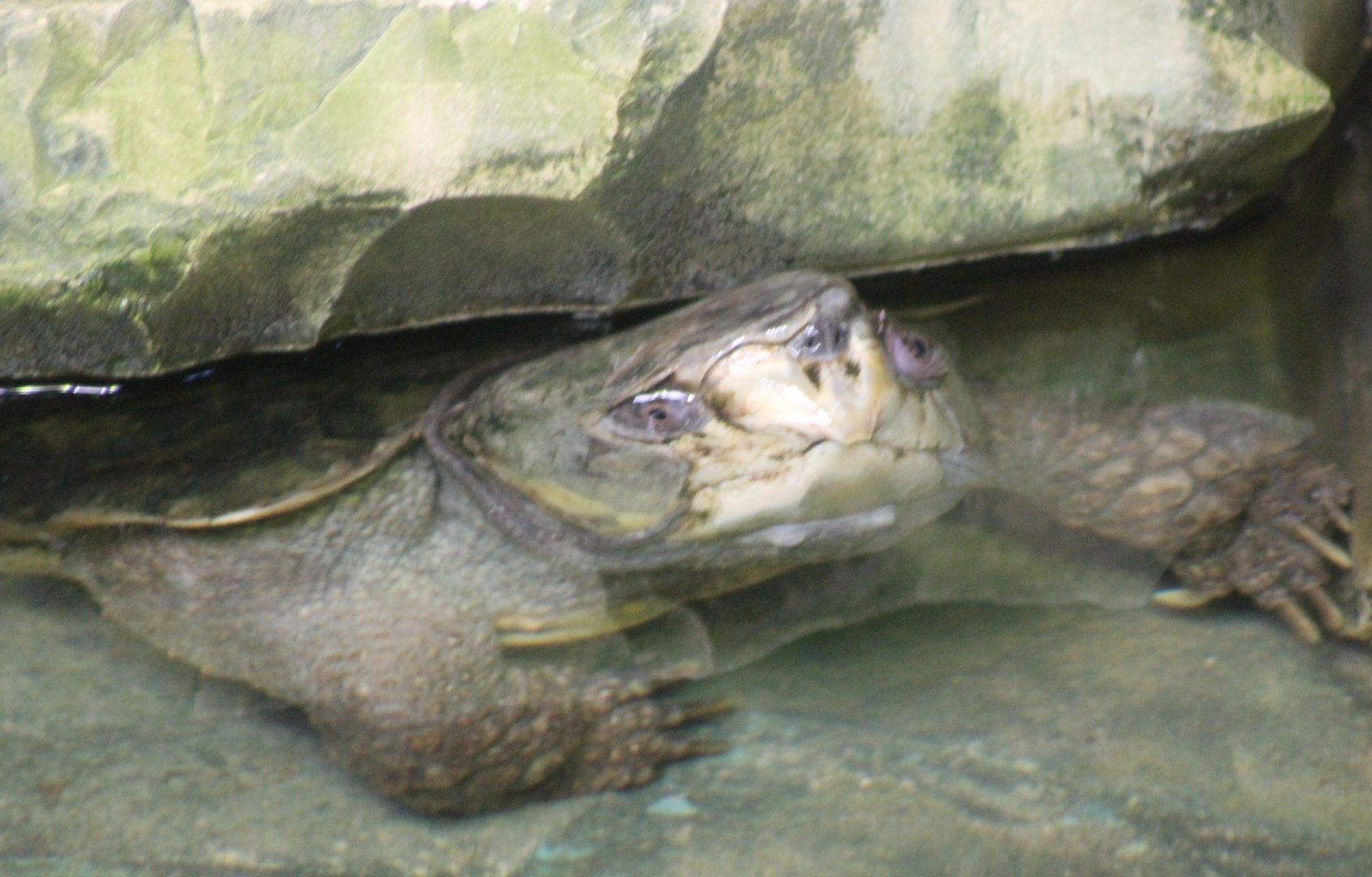 Big-headed turtle