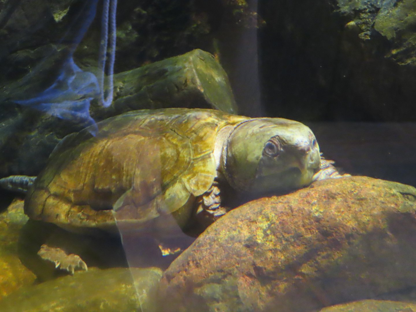 Big headed turtle