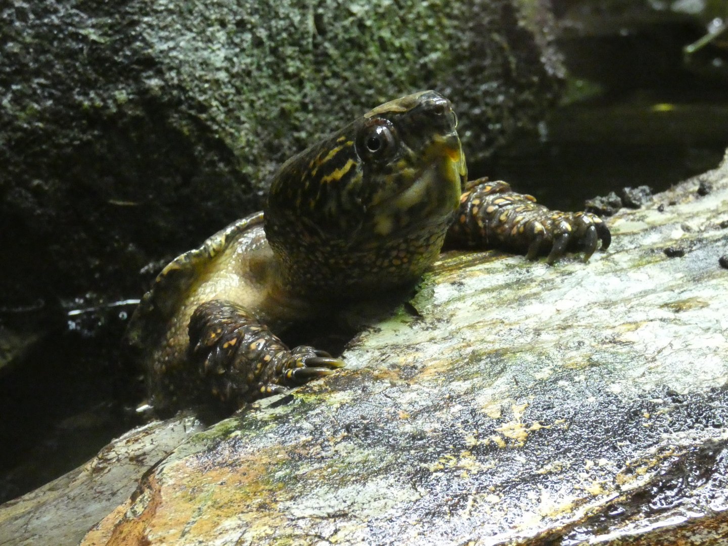 Big-headed turtle