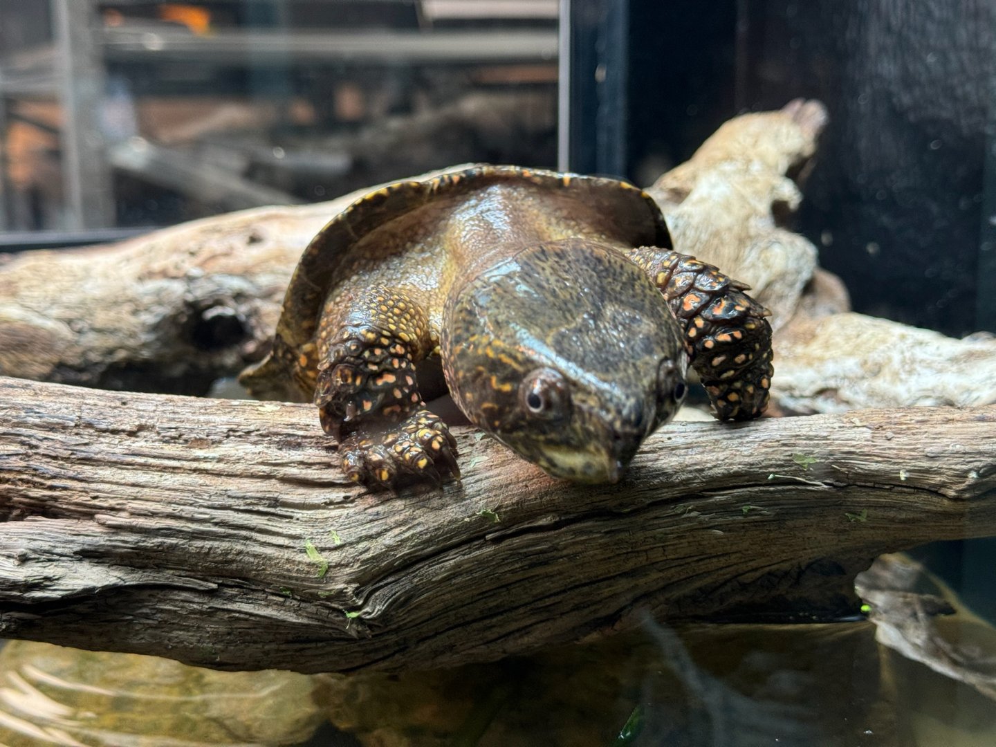Big-Headed Turtle