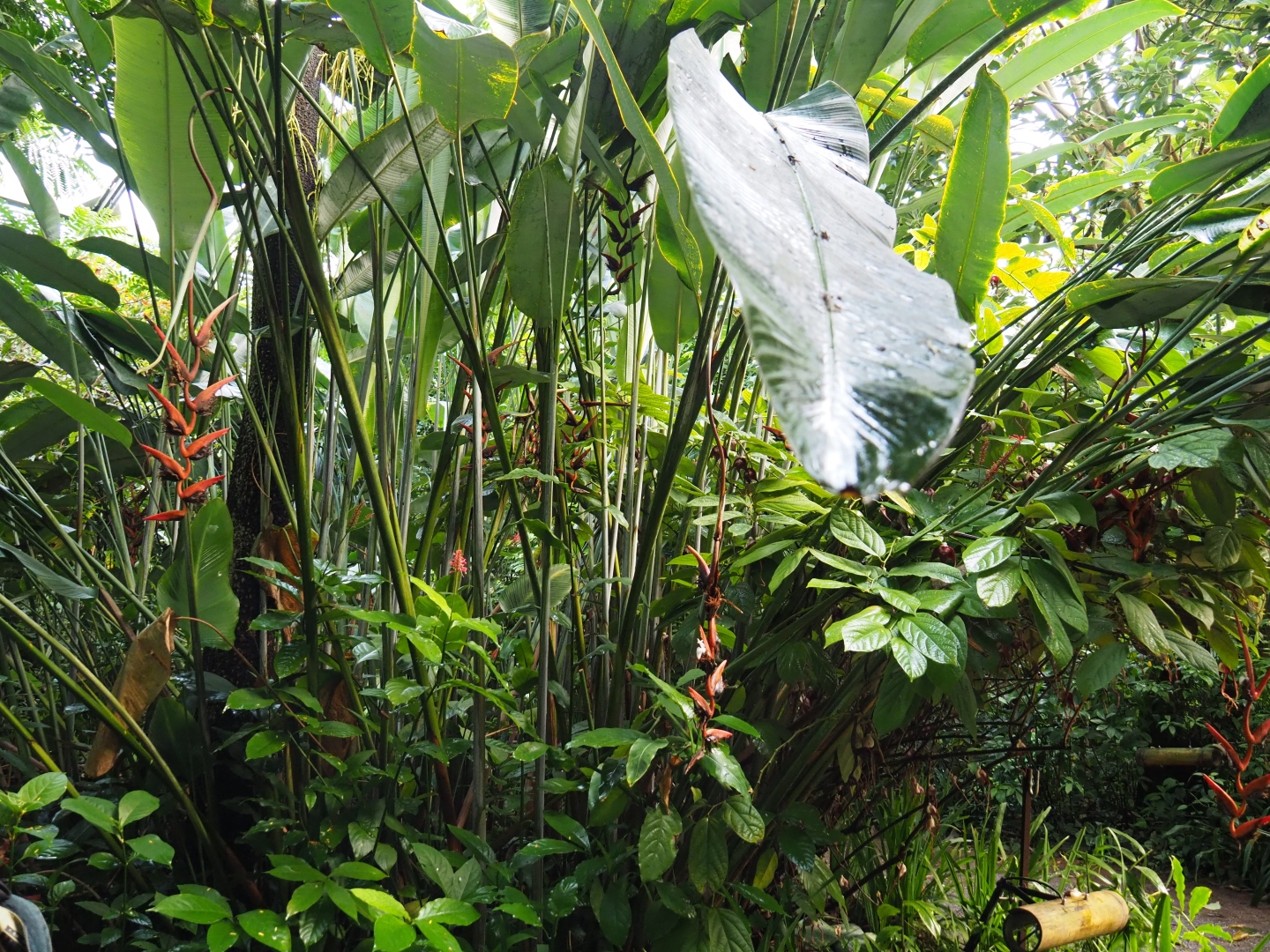 Big Heliconia collinsiana (Sep 16th, 2018)
