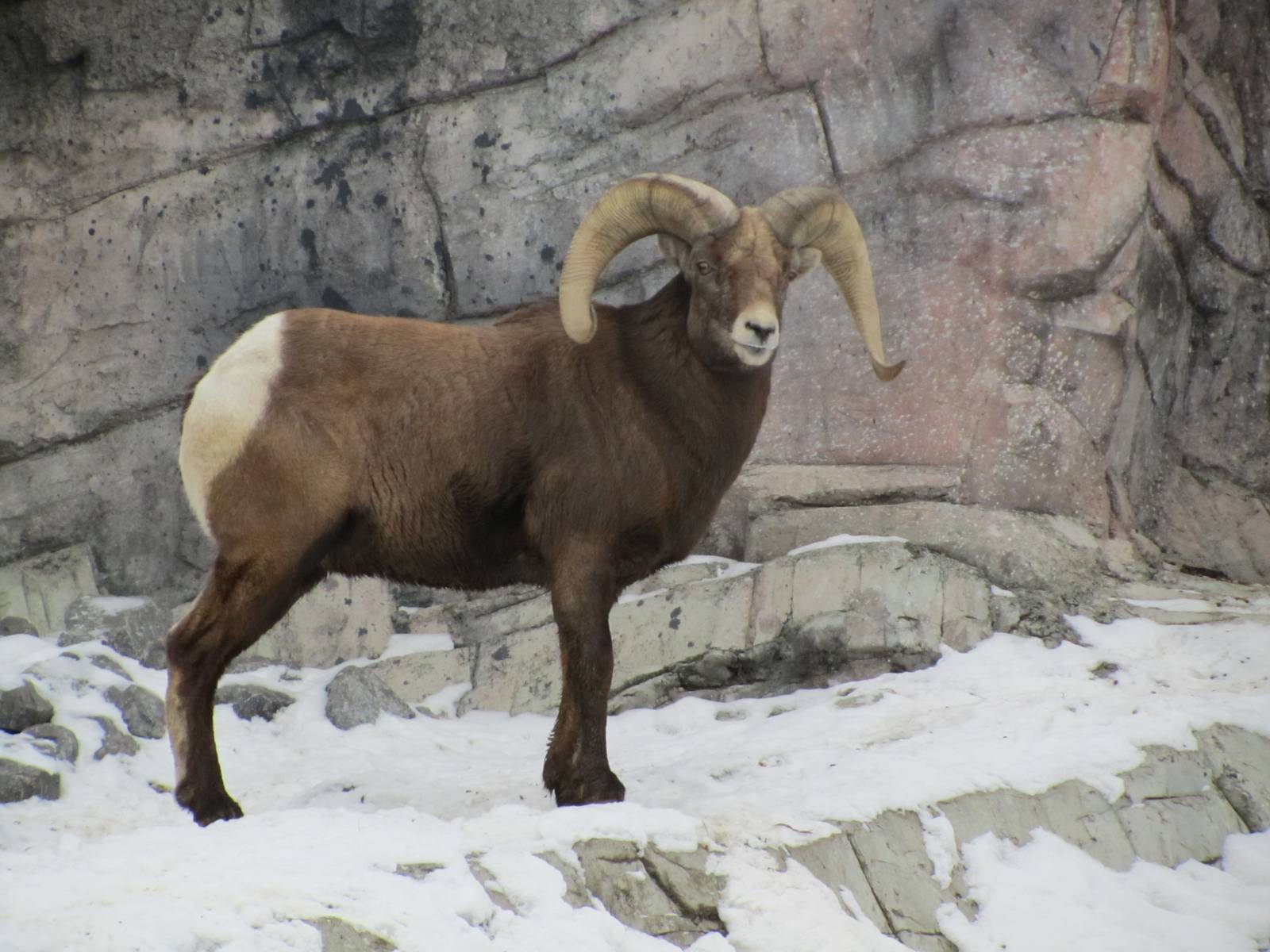 Big Horn Ram Dec 26