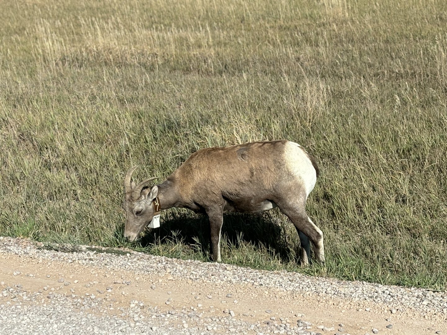 Big Horn Sheep @ Badlands National Park
