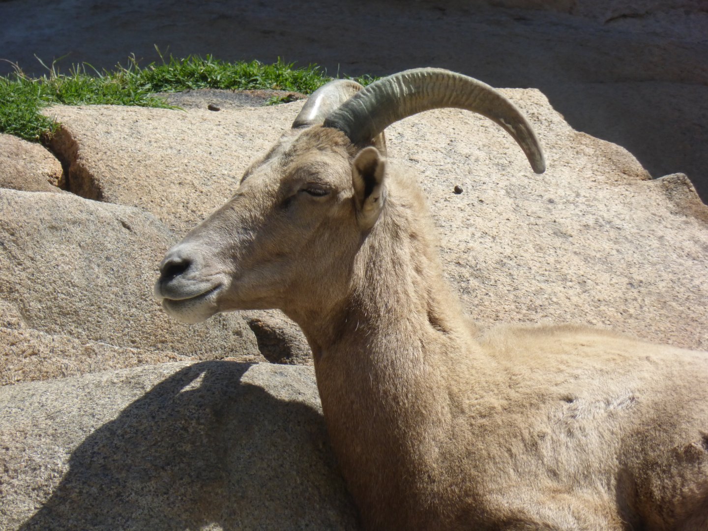 Big horn sheep