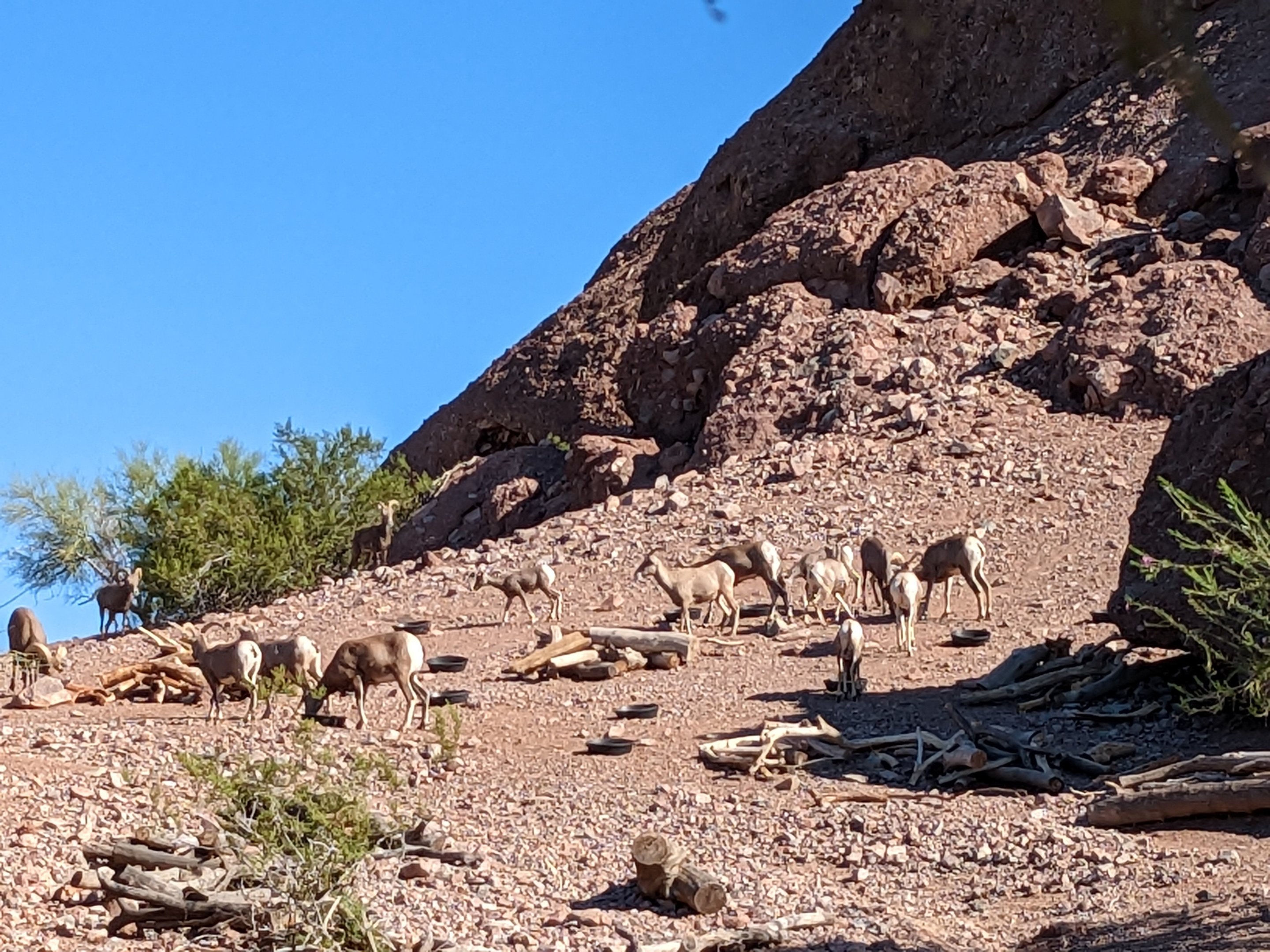 Big horn sheep