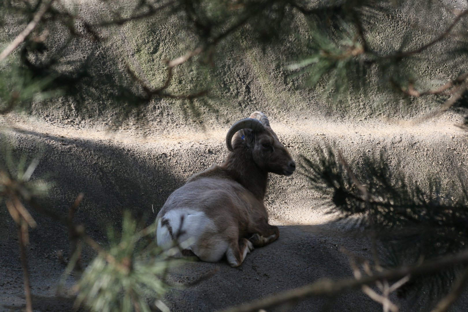Big Horn Sheep