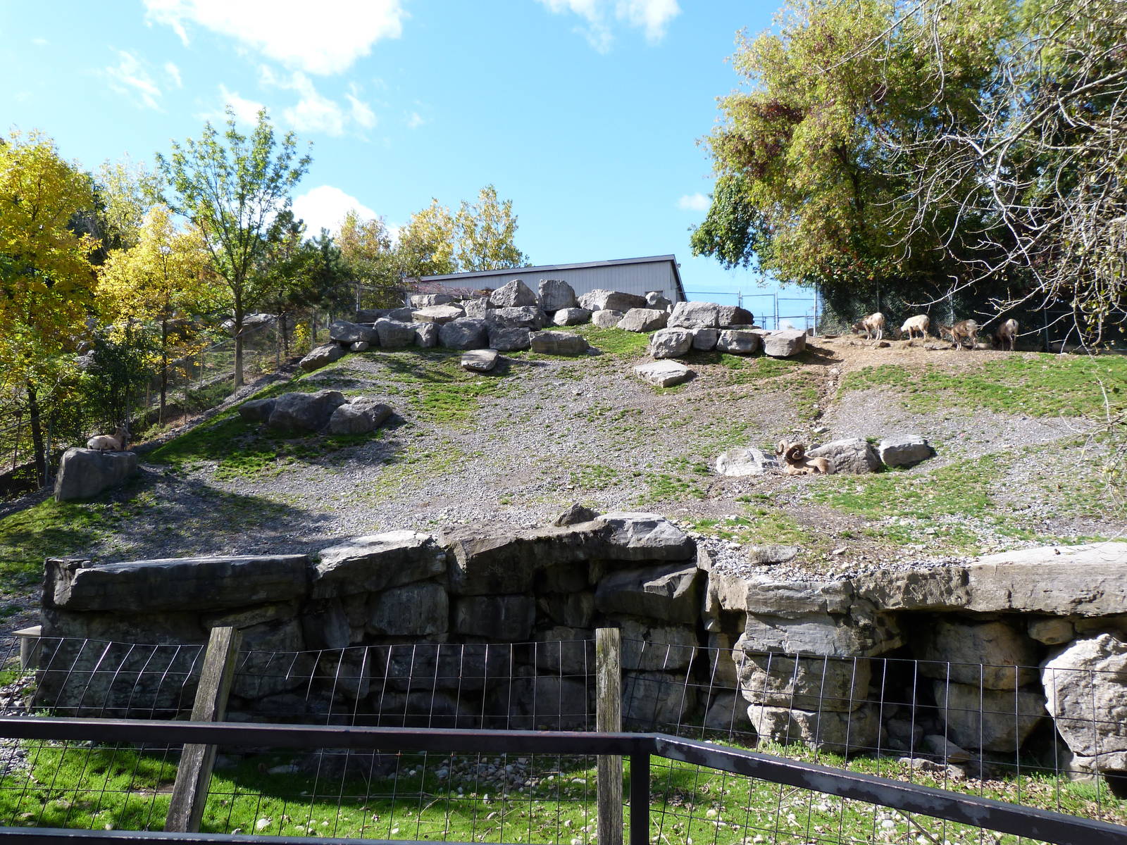 Big Horned Sheep Exhibit