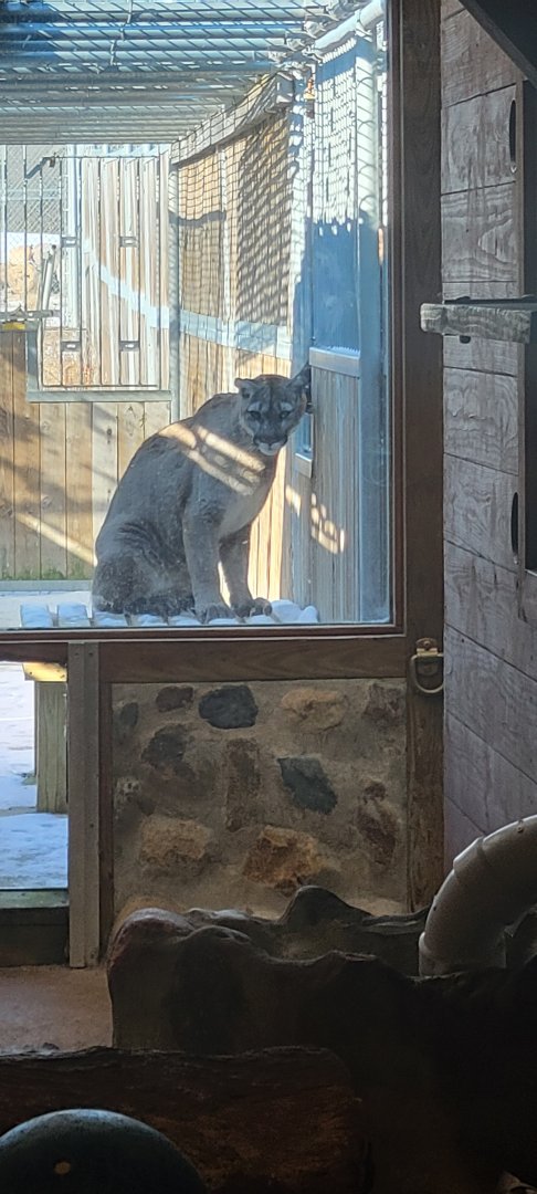 Big kitty scritches (1/25/25