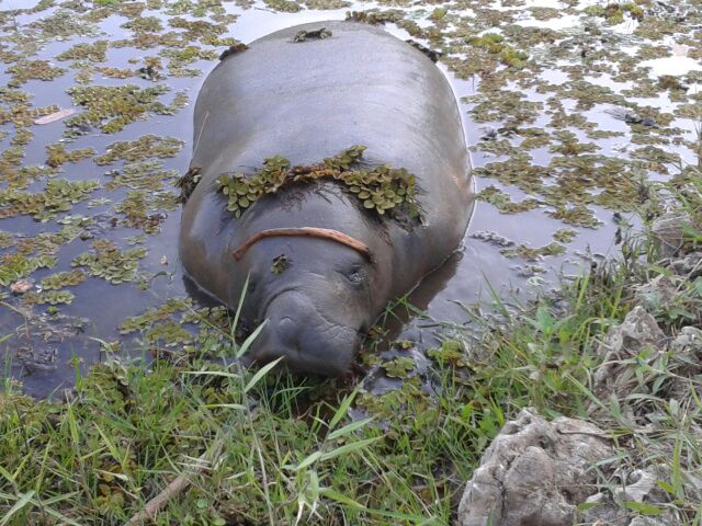 Big Lovely Manatee