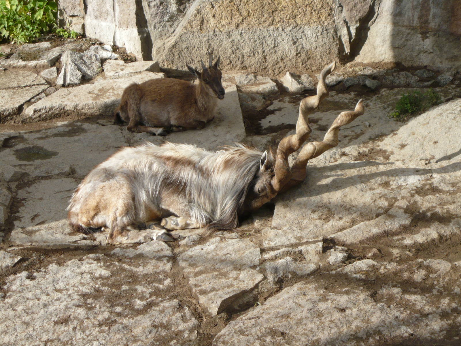 Big male Markhor is very tired...