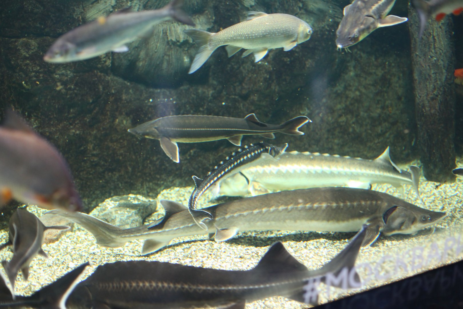 Big mixed group of sturgeon