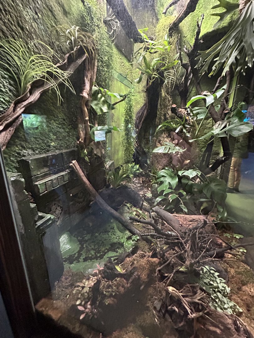 Big mixed poison dart frog terrarium