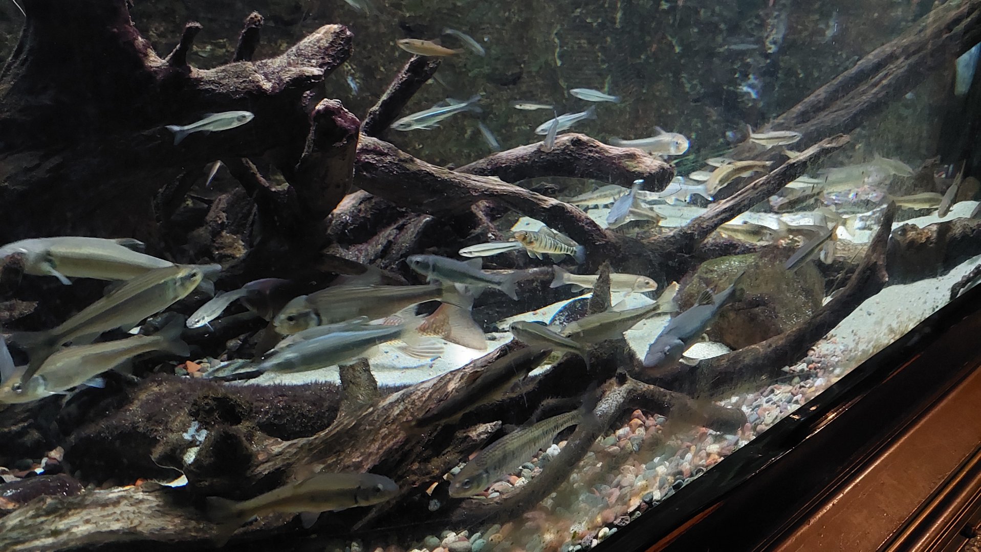 Big mixed species tank