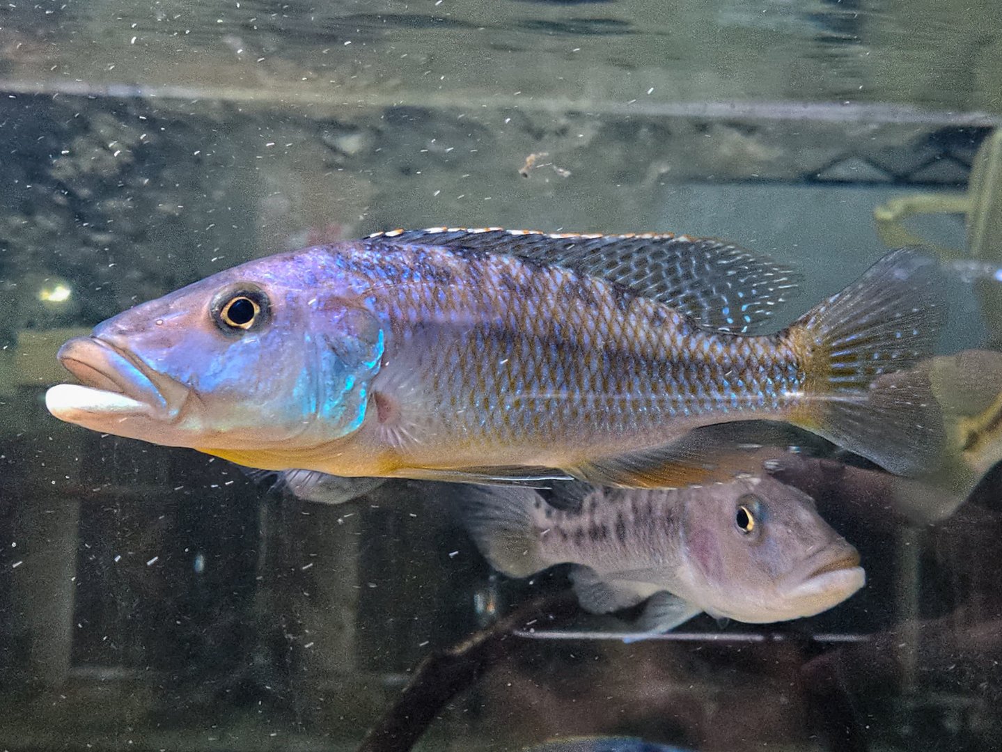 Big-mouth Hap (Tyrannochromis macrostoma)