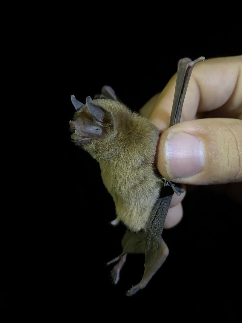 Big Naked-backed Bat (Pteronotus gymnonotus)