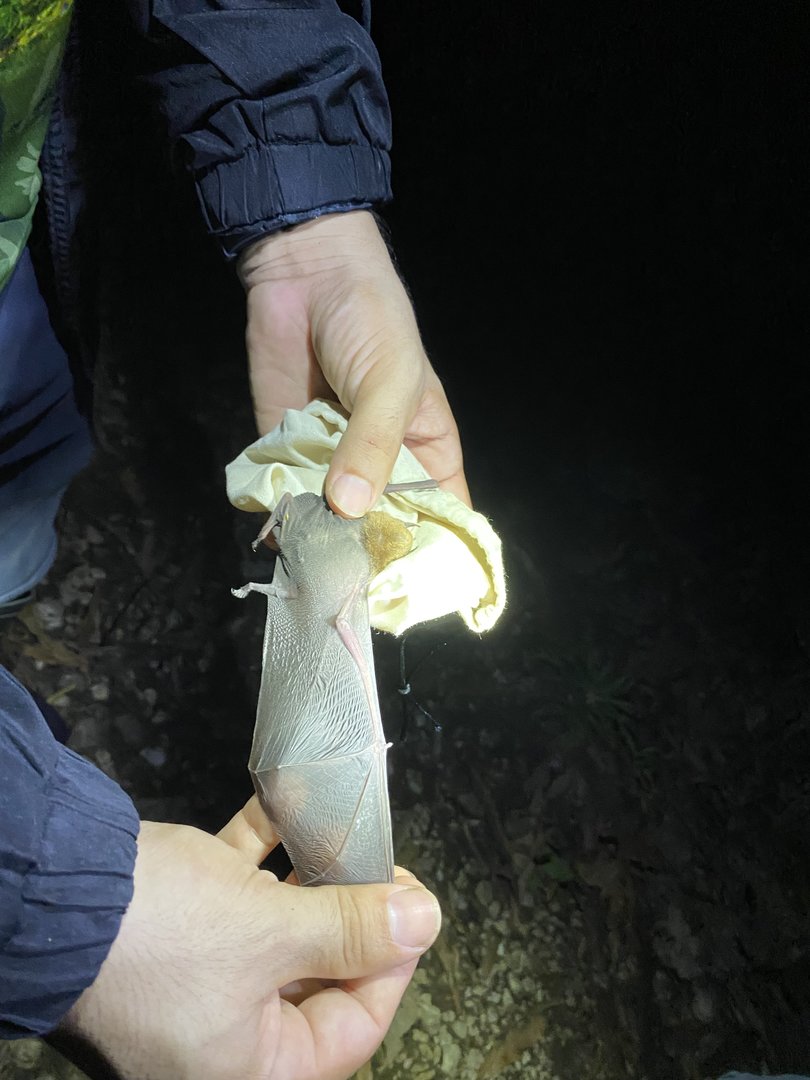 Big Naked-backed Bat (Pteronotus gymnonotus)