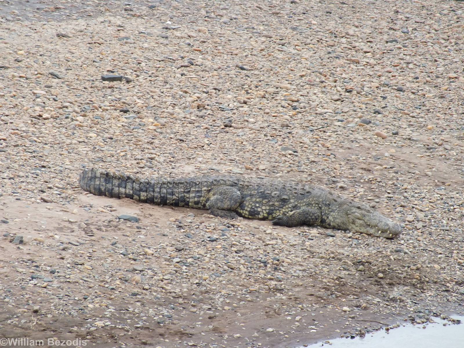Big Nile Crocodile - Maasai Mara