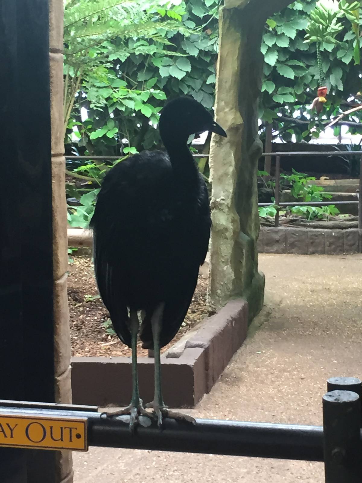 Big noisy bird - 30/08/15