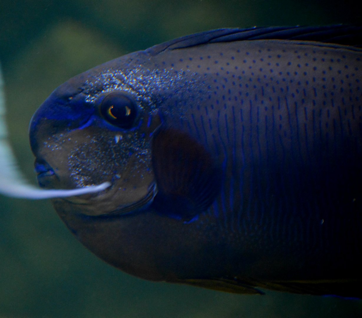 Big Nose Unicorn Fish