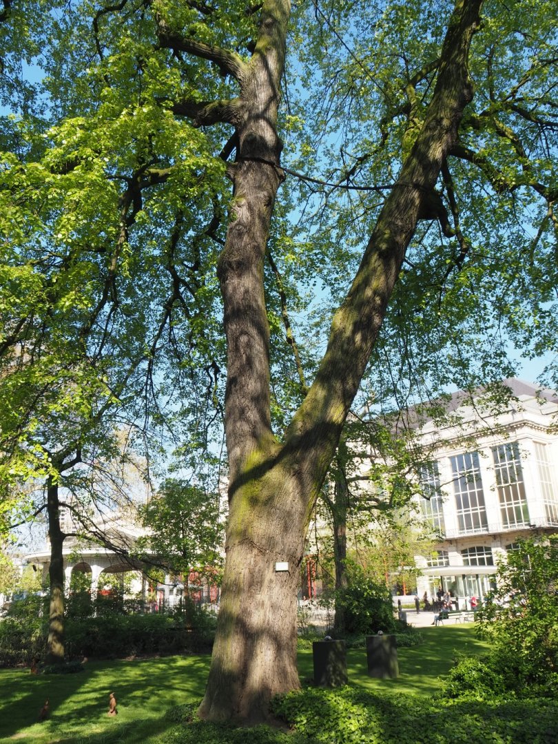 Big old weeping silver linden tree (Tilia tomentosa 'Petiolaris'), 2019-04-20